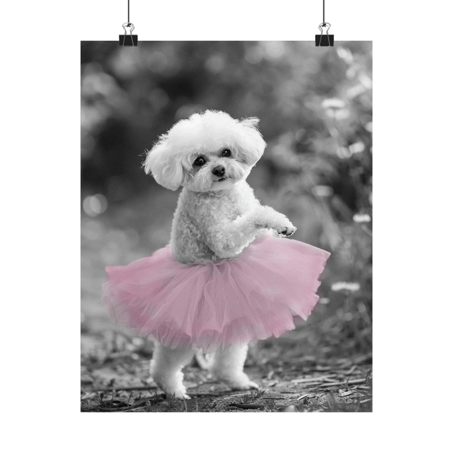 Bichon Frise Tutu, Bichon Frise Wall Art