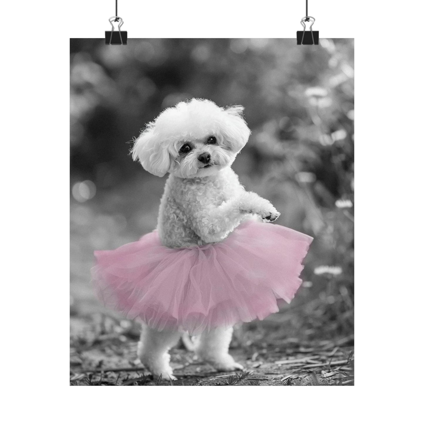 Bichon Frise Tutu, Bichon Frise Wall Art