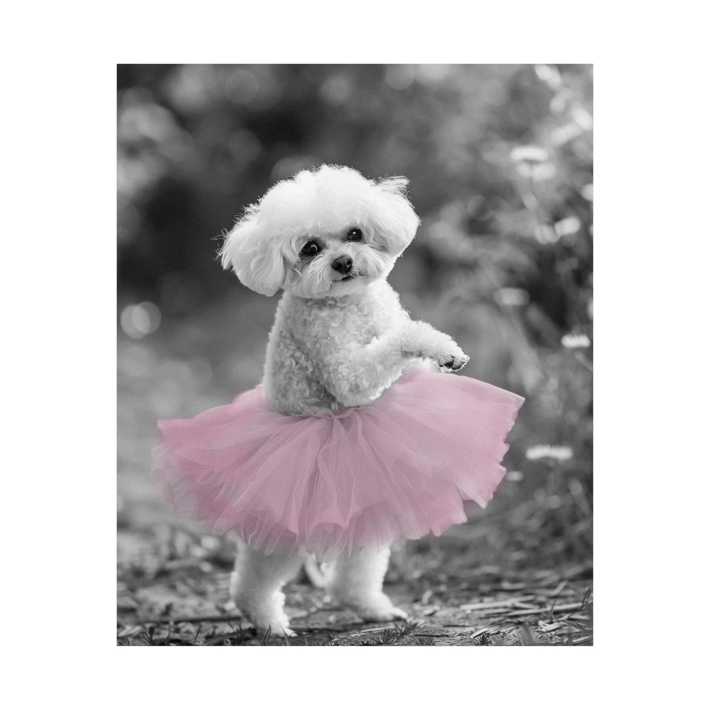 Bichon Frise Tutu, Bichon Frise Wall Art