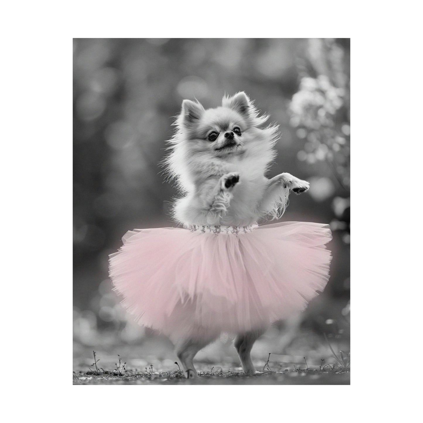 Pomeranian Tutu, Pomeranian Wall Art