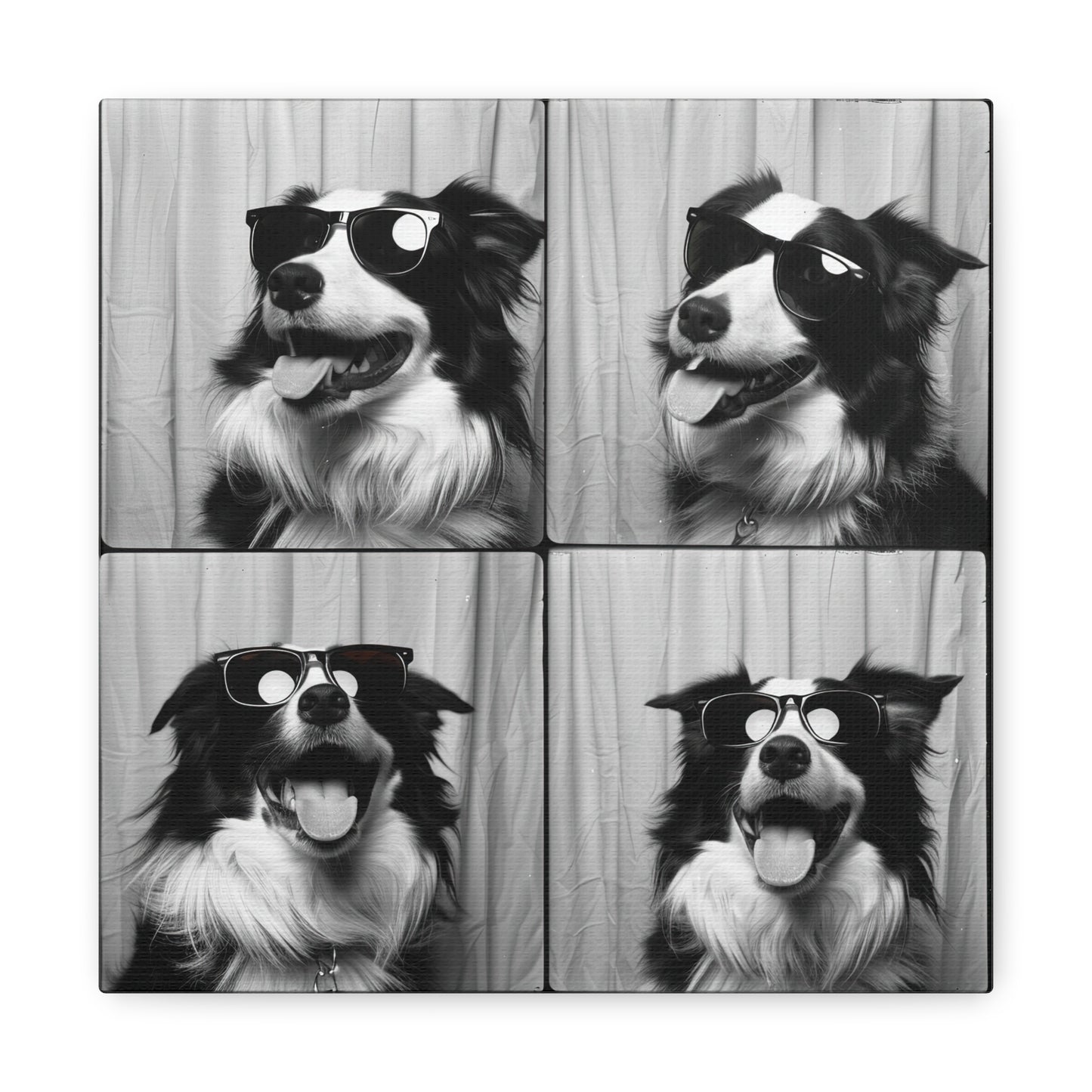 Border Collie Photo Booth Canvas