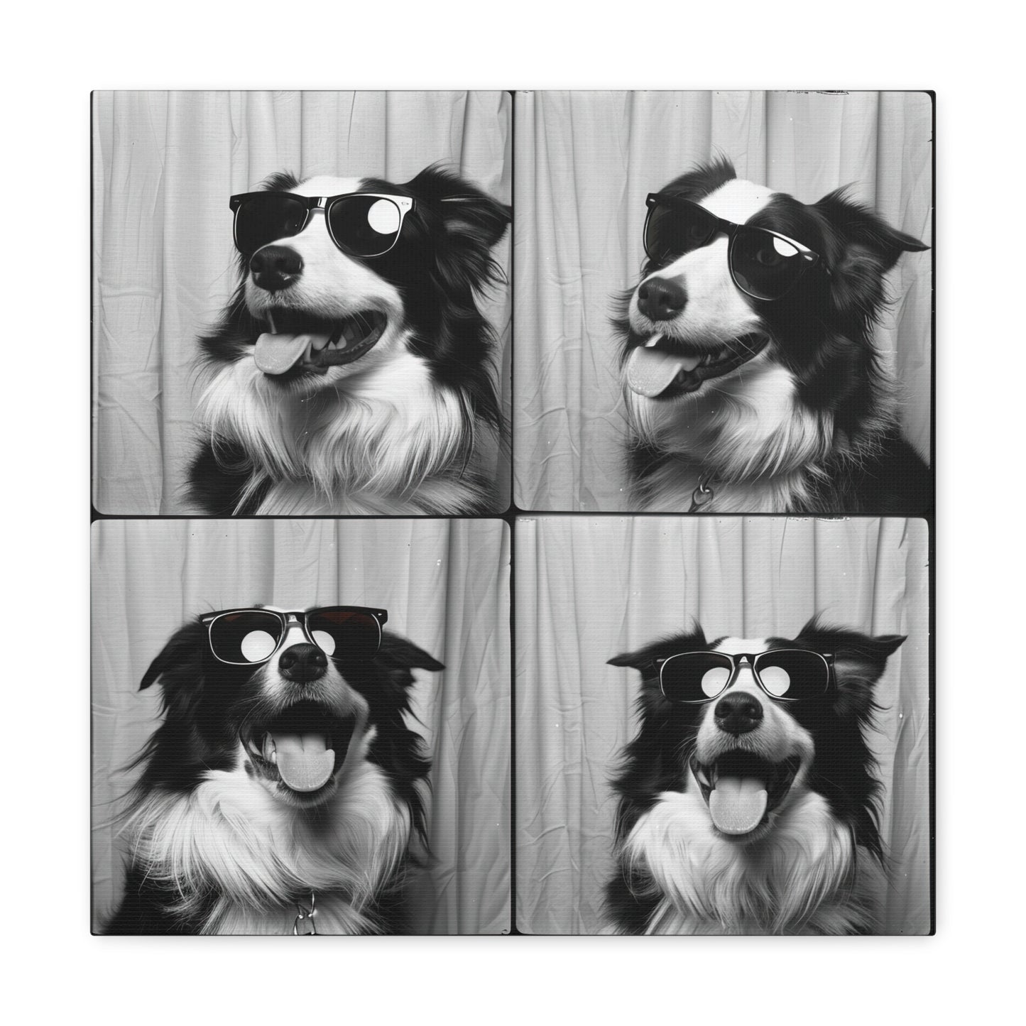 Border Collie Photo Booth Canvas