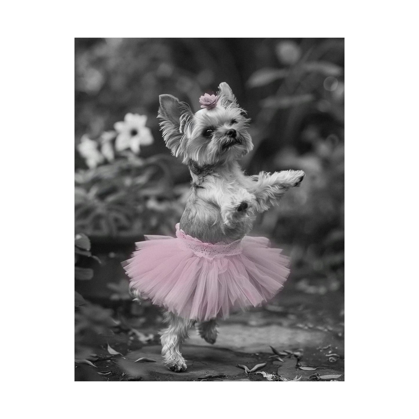 Yorkie Terrier Tutu, Yorkie Terrier Wall Art